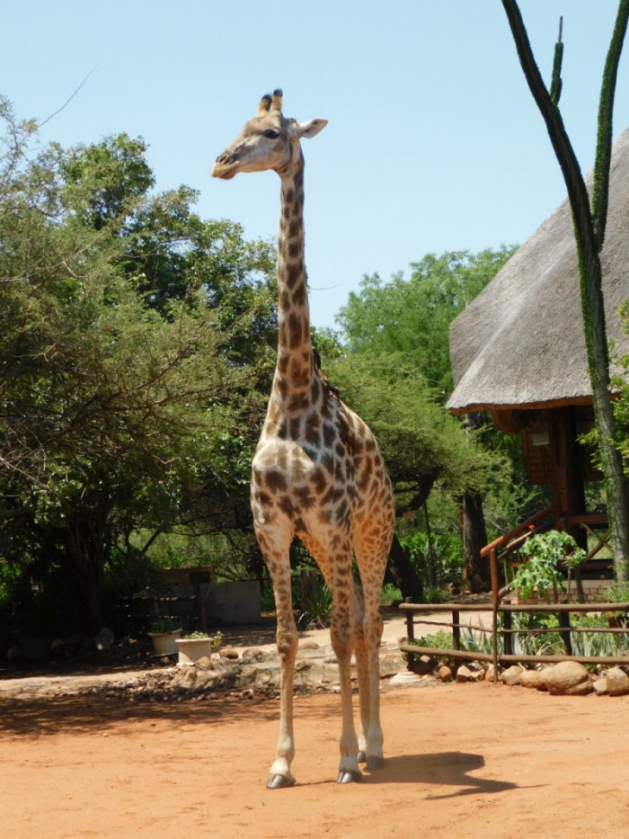 Adventure Bush House | Kruger National Park in South African Safari